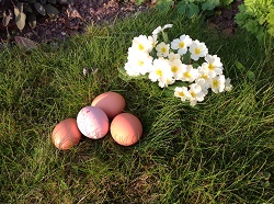 Spring primroses and eggs
